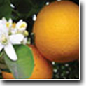 Banner Image 1