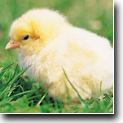Banner Image 3
